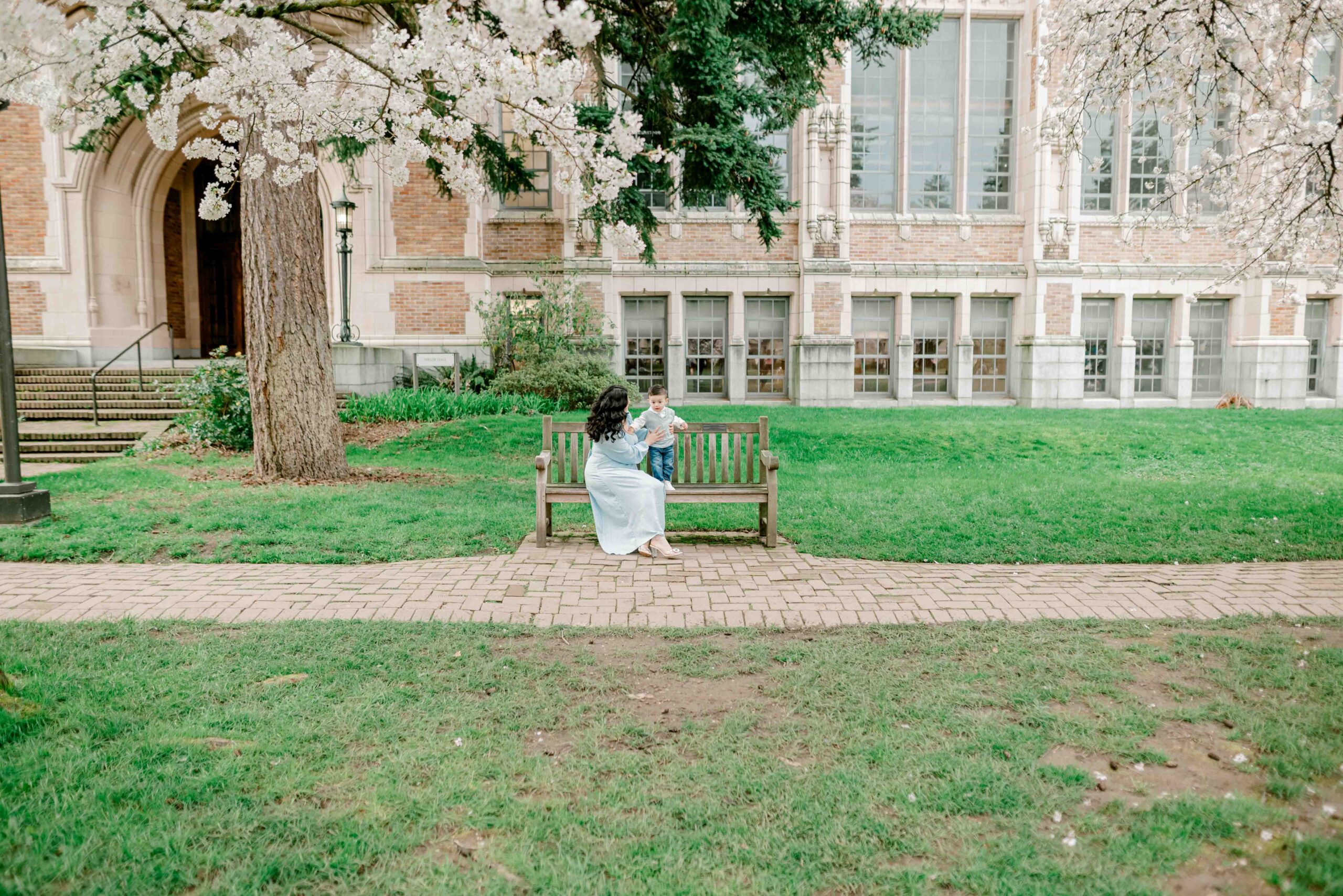 UW Cherry Blossoms